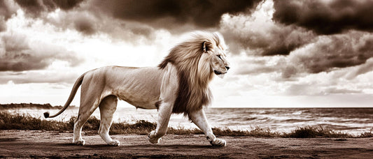Lionscape | Lion Wall Art | Limited Edition | Wild Essence_Large horizontal statement artwork of a majestic lion