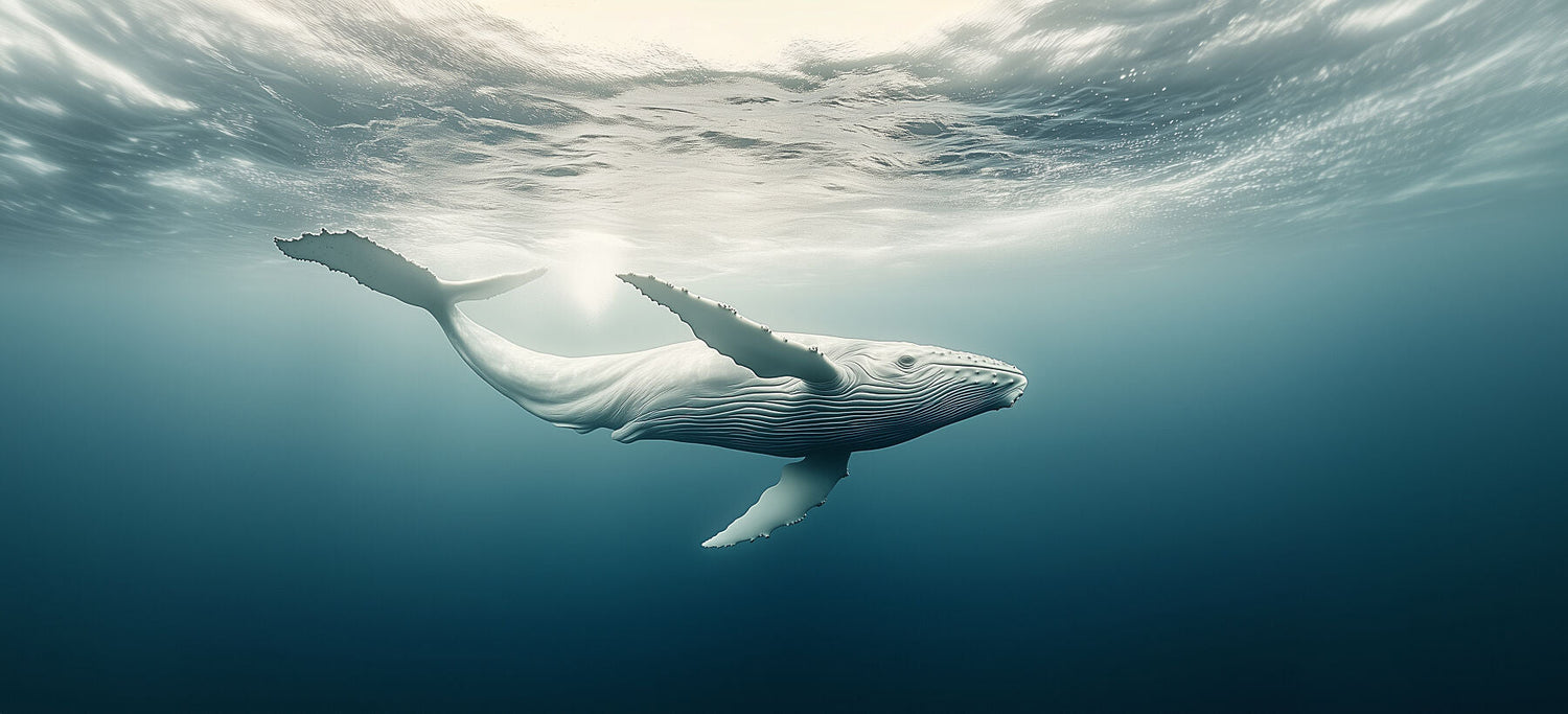 Majestic Whale print | Limited Edition Ocean Marinelife wildlife art