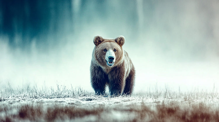 Bears