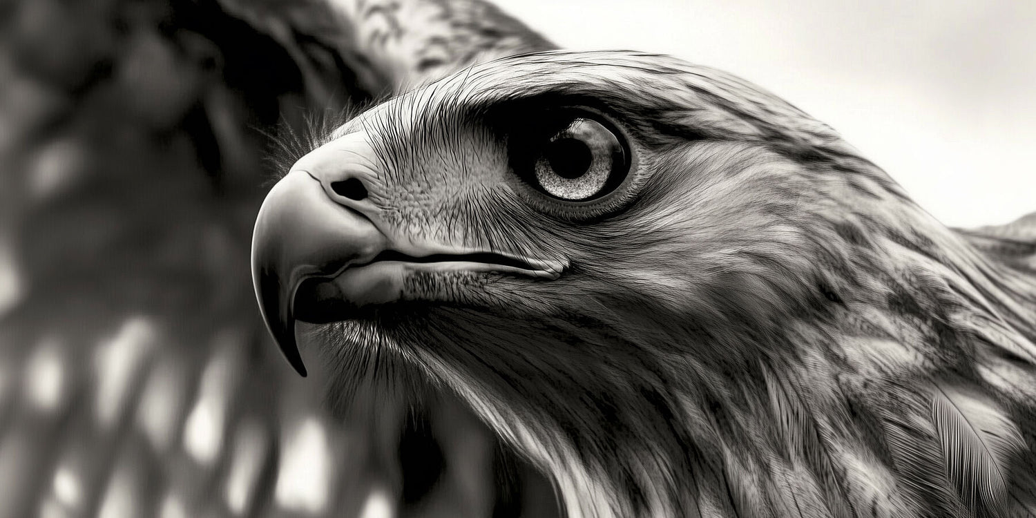 Close up of Majestic Eagle | Black & White Wildlife Wall Art | Limited Edition Animal Prints | Wallimals & Wild Essence