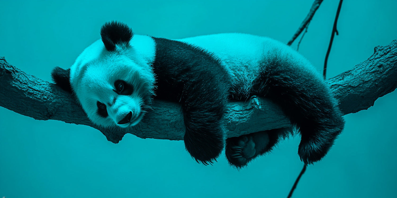 panda bear animal wall art
