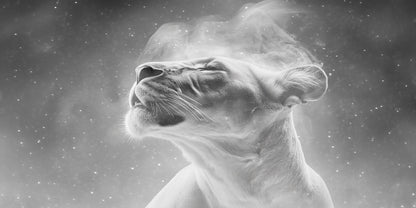 Aim for the Moon, Land Among the Stars | Lion Wall Art | Limited Edition | Wild Essence