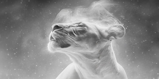 Aim for the Moon, Land Among the Stars | Lion Wall Art | Limited Edition | Wild Essence