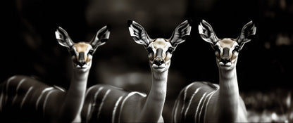 All Eyes on You | Antelope Wall Art | Limited Edition | Wallimals
