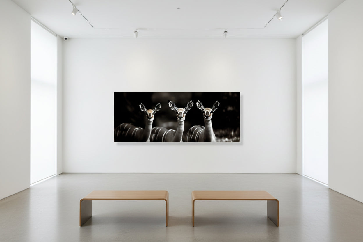 Panoramic black and white photograph of deer on a wall in a modern gallery space with two benches.