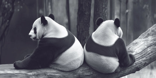 Always Have Each Other’s Back | Panda Wall Art | Limited Edition | Wild Essence