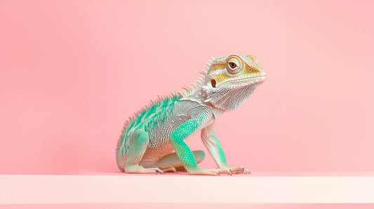 Chromatic Contemplation | Lizard Wall Art | Limited Edition | Wallimals