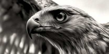 Clear Focus | Eagle Wall Art | Limited Edition | Wallimals