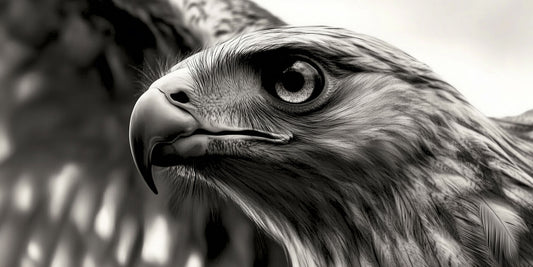 Clear Focus | Eagle Wall Art | Limited Edition | Wallimals