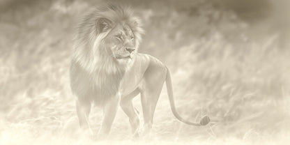 Faded | Lion Wall Art | Limited Edition | Wallimals