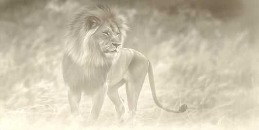 Faded | Lion Wall Art | Limited Edition | Wallimals