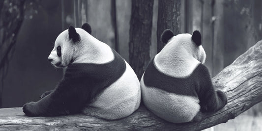 Panda wall art print in wide format displayed in interior setting
Large panda wildlife art print from the Wallimals collection
Wide format animal wall art featuring panda artwork
Large horizontal panda wall art print for modern interiors
Fine art panda print from the Wallimals collection