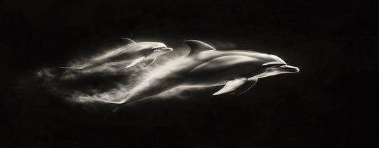 Forward Momentum | Dolphin Wall Art | Limited Edition | Wallimals