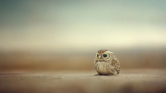 Just Sitting Here – Being Enough | Owl Wall Art | Limited Edition | Wallimals