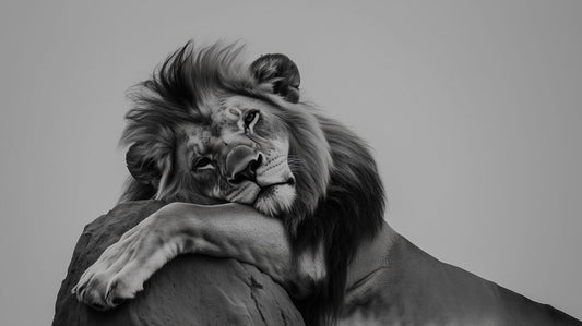 Majestic Recharge | Monochrome Lion Wall Art | Limited Edition | Wild Essence
