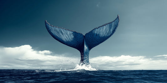 More Than Meets the Eye | Whale Wall Art | Limited Edition | Wild Essence