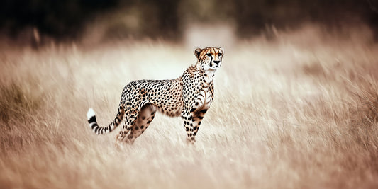 Sweating the Small Stuff | Cheetah Wall Art | Limited Edition | Wallimals
