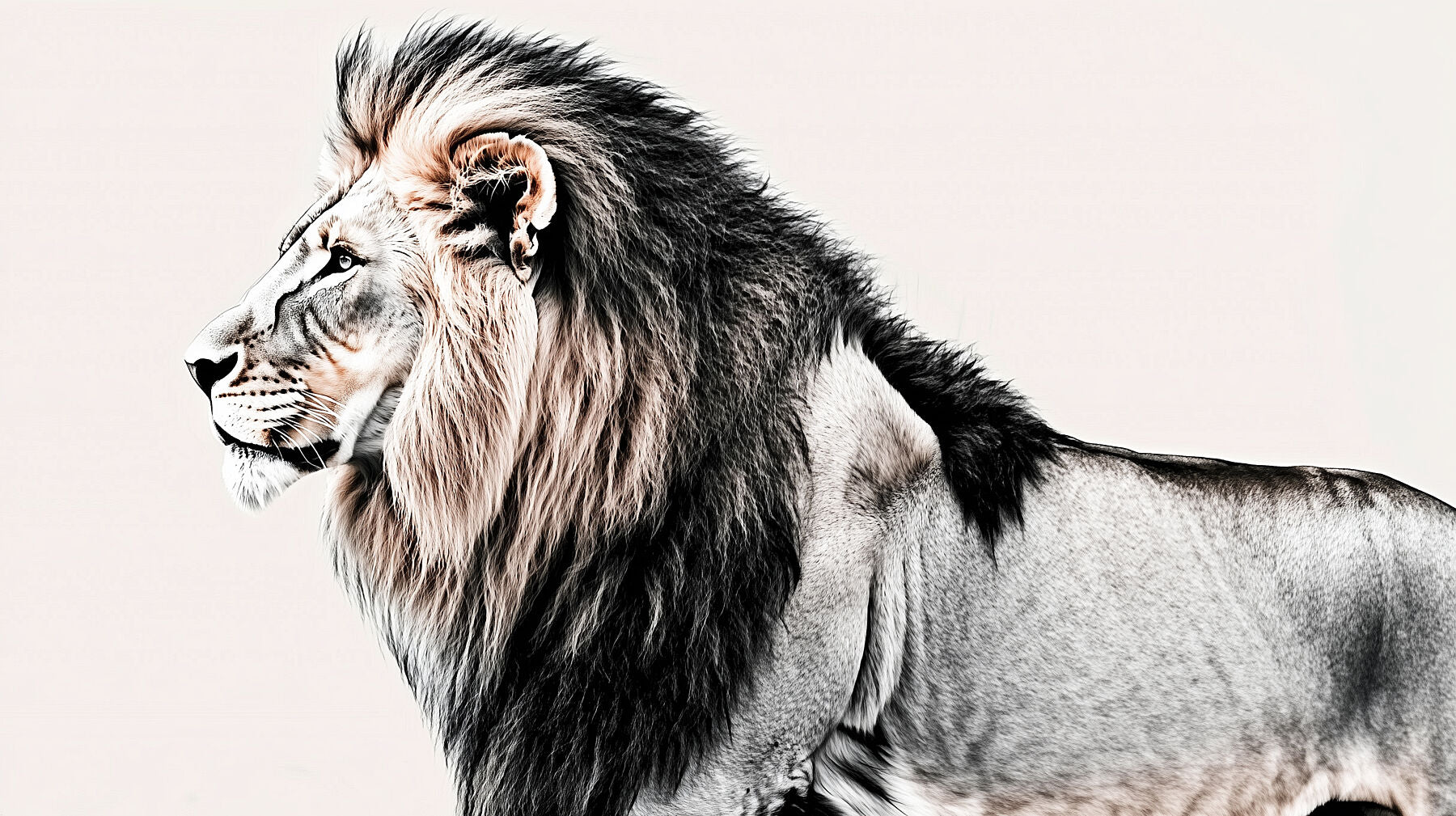 The Observer - Monochrome Lion Wall Art | Limited Edition | Wild Essence