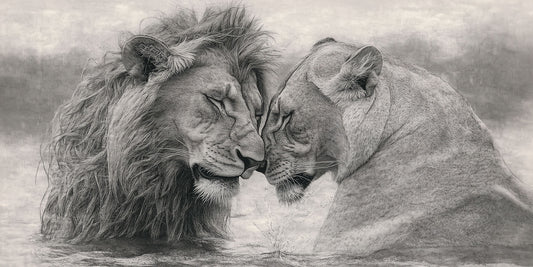 Untamed Love | Lion Wall Art | Limited Edition | Wild Essence