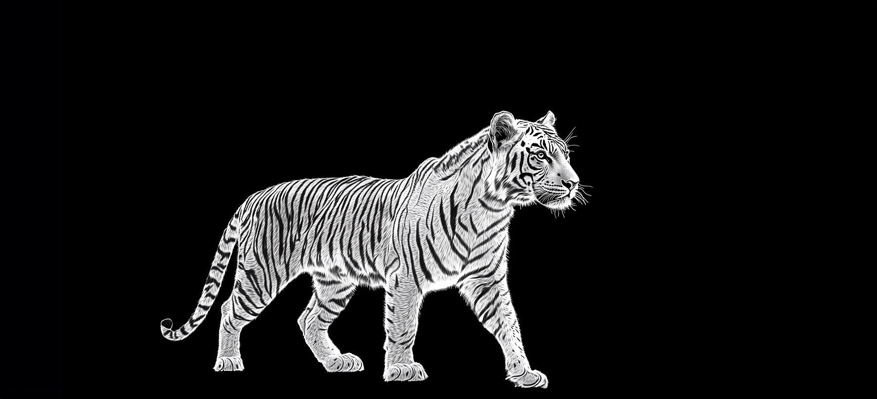 Vital Principle | Tiger Wall Art | Limited Edition | Wallimals